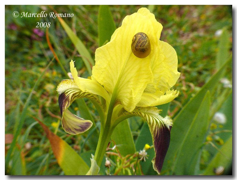 Iris pseudopumila nei pressi del Tempio di Segesta